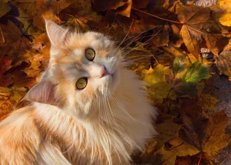 Fototapeten Maine Coon Katze sitzt auf bunten Herbstblättern © rhoenes