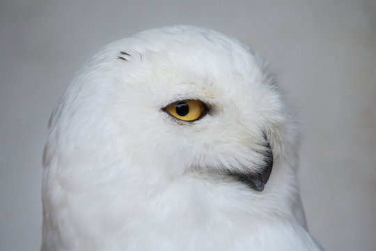 Snowy owl (Bubo scandiacus).