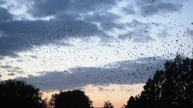 thousands of birds flying in the sky above the town