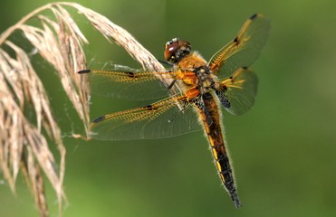 European Four-spotted Chaser dragonfly (Libellula quadrimaculata), dorsal view. 