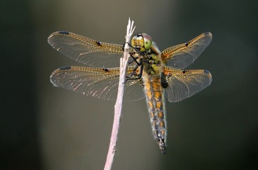 European Four-spotted Chaser dragonfly (Libellula quadrimaculata), ventral view. 