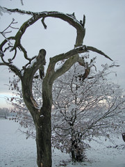 Kahle Bäume im Winter