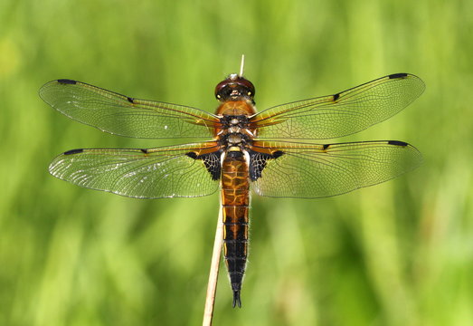 European Four-spotted Chaser dragonfly (Libellula quadrimaculata), dorsal view. 