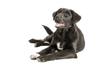 adult black dog on a white background