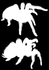 two large hairy spider silhouettes on black