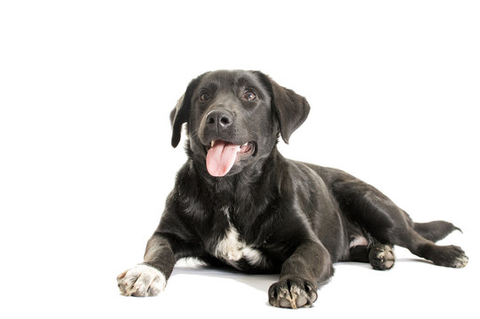 adult black dog on a white background