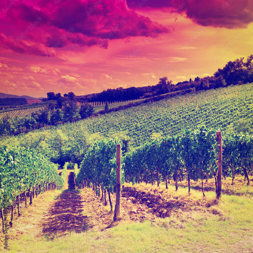 Sticker vineyards at sunset