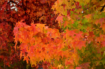 Naklejka na ściany i meble red maples in autumn
