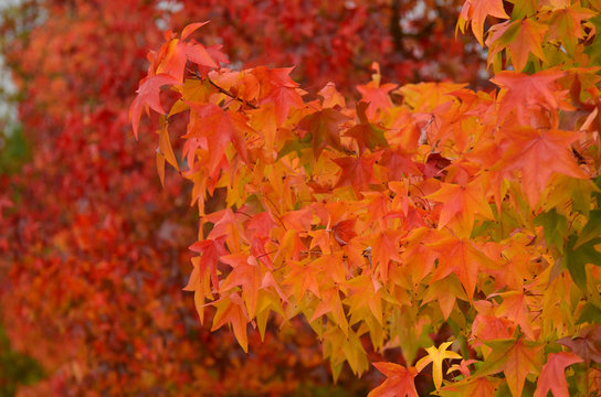 red maples in autumn