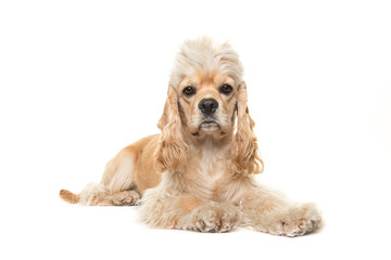 Cute blond adult cocker spaniel dog lying down on the white floor isolated on a white background