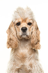 Cute blond cocker spaniel dog portrait facing the camera seen from the front isolated on a white background