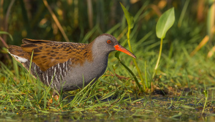 Water Rail / Rallus aquaticus