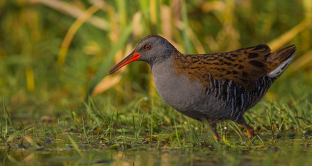 Water Rail / Rallus aquaticus