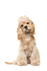 Cute blond cocker spaniel dog sitting facing the camera seen from the front isolated on a white background