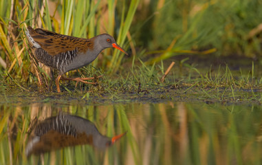 Water Rail / Rallus aquaticus