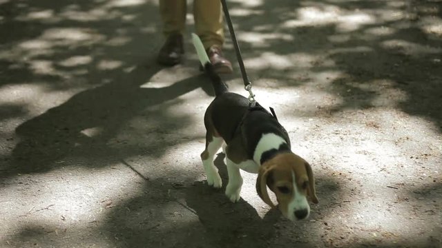 Young man walking with his dog in summer park. Man pats the dog in the forest.
