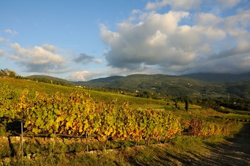 Vineyards in Tuscany, Italy.