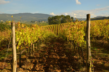 Vineyards in Tuscany, Italy.