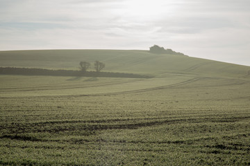 champs recouverts de rosée