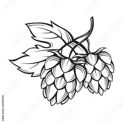 "black illustration of hops for brewing" Stock image and royaltyfree