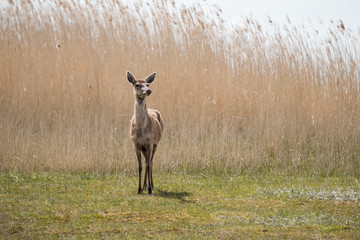 A deer standing in the sun 