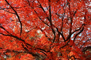 大阪城公園の秋