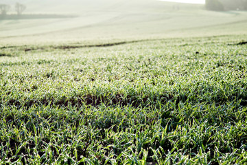 champs recouverts de rosée