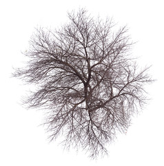 abstract tree isolated