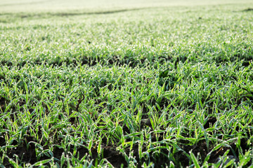 champs recouverts de rosée
