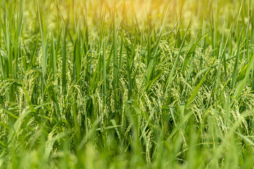 Green rice fields , Paddy jasmine rice farm in Thailand ,fields rice background
