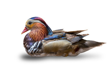 Mandarin duck isolated on white background , Beautiful duck , male duck
