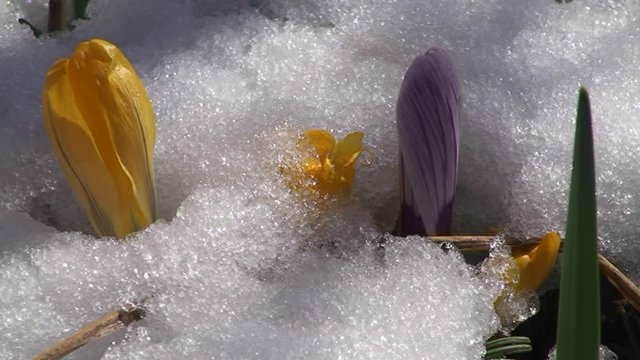 Eine gelbe und eine lila Krokusbl&uuml;te &ouml;ffnet sich im  schmelzenden Fr&uuml;hlingsschnee (Zeitraffer)