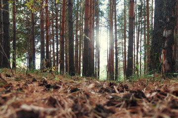 Pine trees landscape with needles on ground