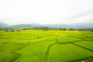 rice fields