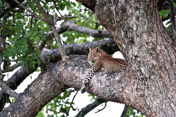 Leopard on a tree