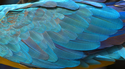 Obraz premium Colorful of blue and gold bird's feathers, exotic nature background and texture ,macaw feathers, wing macaw
