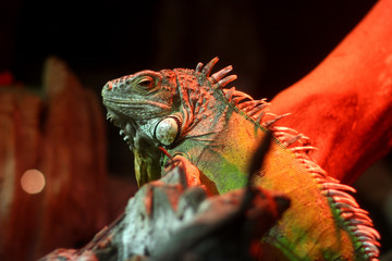 Iguana on brush tree