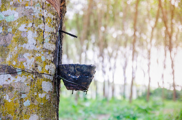 Rubber  plantation