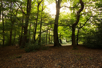 Woodland scene at the start of autumn