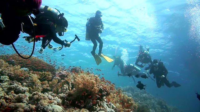 Diver swims at the depth. Red Sea.