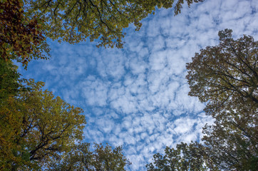 CLEARING