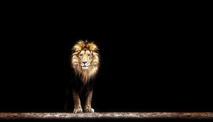 Fototapeta na wymiar Portrait of a Beautiful lion, lion in the dark