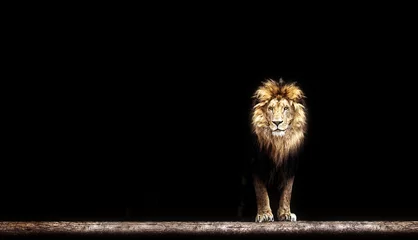 Poster Leeuw Portret van een mooie leeuw, leeuw in het donker