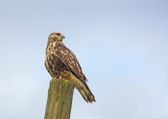  Rough legged buzzard,  rough legged hawk. (buteo lagopus).