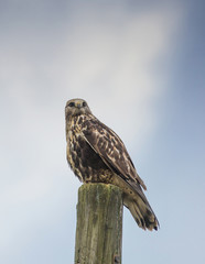 Rough legged buzzard,  rough legged hawk. (buteo lagopus).