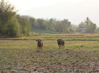 the buffaloes are in the farm
