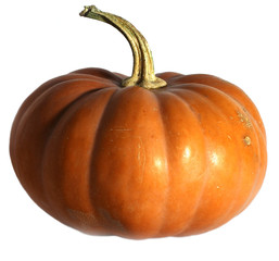 Pumpkin isolated on white background