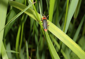 Gemeiner Weichkäfer, Cantharis fusca
