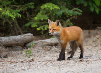 A Red fox kit (Vulpes vulpes) with a bushy tail in Algonquin Park, Canada in autumn