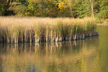 reed in the pond reflecting on the water surface in autumn